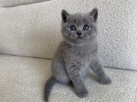 2 aylık british shorthair yavru