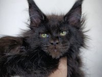 Harika sağlıklı maine coon dişi yavru