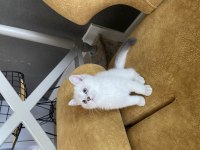 BRİTİSH SHORTHAİR BEBİŞLERİM YENİ YUVALARINI ARIYORLAR