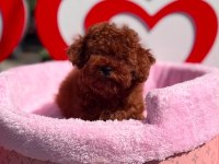 Orjinal Toy Poodle Yavrularımız 