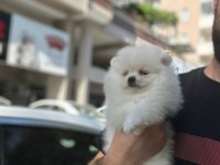 Pomeranian Boo Yavruları