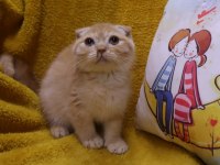 Scottish Fold erkek yavru uygun