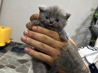 Mükemmel Özelliklerde Scottish Fold Kedilerimiz