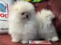 Wc eğitimli tea cup pomeranian yavrularımız