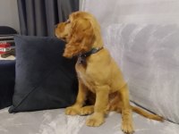 4 aylık english cocker