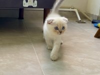 Scottish fold lynx point