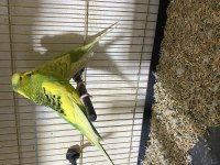 Jumbo ve Çekoslovak muhabbet kuşu takım