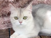 British Shorthair Ay Dişi Kısır Değildir
