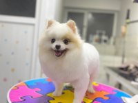 Pomeranian Boo Üst Kalite Tea Cup Dişi