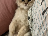 3 aylık british longhair erkek yavru