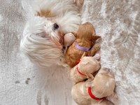 En Küçük Maltipoo (Kore)