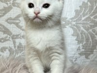 2 aylık british shorthair