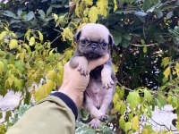Birbirinden Sevimli ve Oyuncu Pug Yavrularım