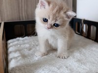 Blue golden erkek yavru kedimiz