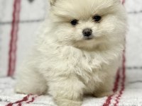 Micro boy Ayı Surat Pomeranian Boo