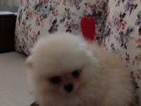 Dünyalar Güzeli Pomeranian Boo Erkek Yavru