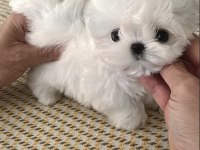 Yarışma düzeyi 0 boy kore maltese terrier jack