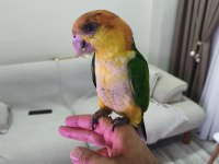 5 Aylık Bebek Kayık Papağanı Portakal Kafa