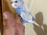31 GÜNLÜK MUHABBET KUŞU OĞLAN BEBEK