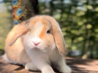 Damızlık 2 takım mini lop tavşan