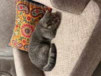 7 Aylık Scottish Fold Ücretsiz Aile