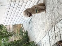 Toy Poodle Dişi 17 Aylık