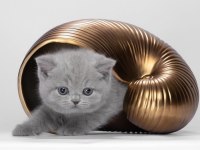 2,5 Aylık British Shorthair