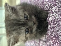 British Shorthair 3 Aylık