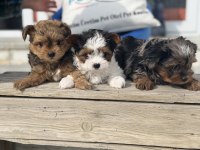 Show kalite tea cup morkie yavrular ziyarete açık