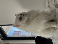 Biricik British Longhair Kızımıza Yeni Yuva Arıyoruz