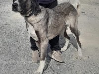 ORJINAL HAS KANGAL YAVRULARI