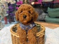 Toy Poodle Yavru 3 Ay Minik ve A Kalite