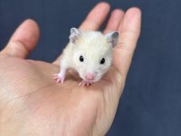 Ömürlük Yuvasını Arayan Minik Hamster Kalpler
