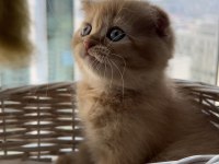Scottish Fold 2 Aylık Erkek Yavru