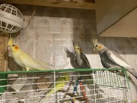 Anne 2 Yaşında Ve 2 Adet Yavru 2 Aylık Sultan