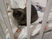 british shorthair 2 yaşında
