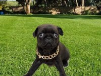 Dişi Pug Mops