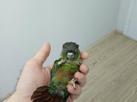 GREENCHEK KONUR BEBEK
