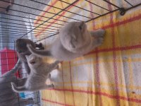 Yavru bebeler teslime hazır british shorthair