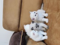 British Shorthair Yavruları
