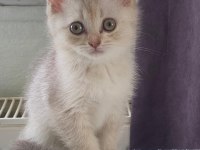 2 AYLIK BRİTİSH KIZIMIZ