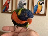 Jumbo Boy Rainbow Lori