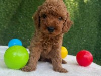 Bu minik poodle size çok yakışacak