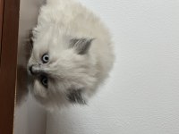 3 dişi ve 2 erkek british longhair