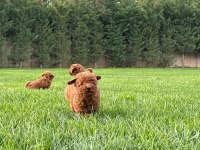 Eğitilebilir Toy Poodle Yavruları ile Evinize Neşe Katın