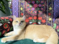 A Kalite Golden British Shorthair