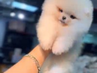 POMERANİAN BOO KÖPEĞİ