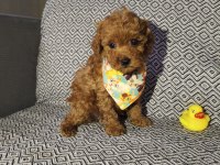 Tea Cup Erkek Poodle Yavrumuz