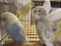 Yeni yeme düşmüş bebek muhabbet kuşları