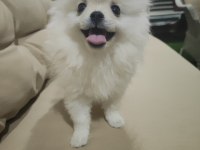 Pomeranian Boo yavrusu